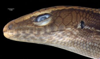 Media type: image;   Herpetology R-125433 Aspect: head lateral
